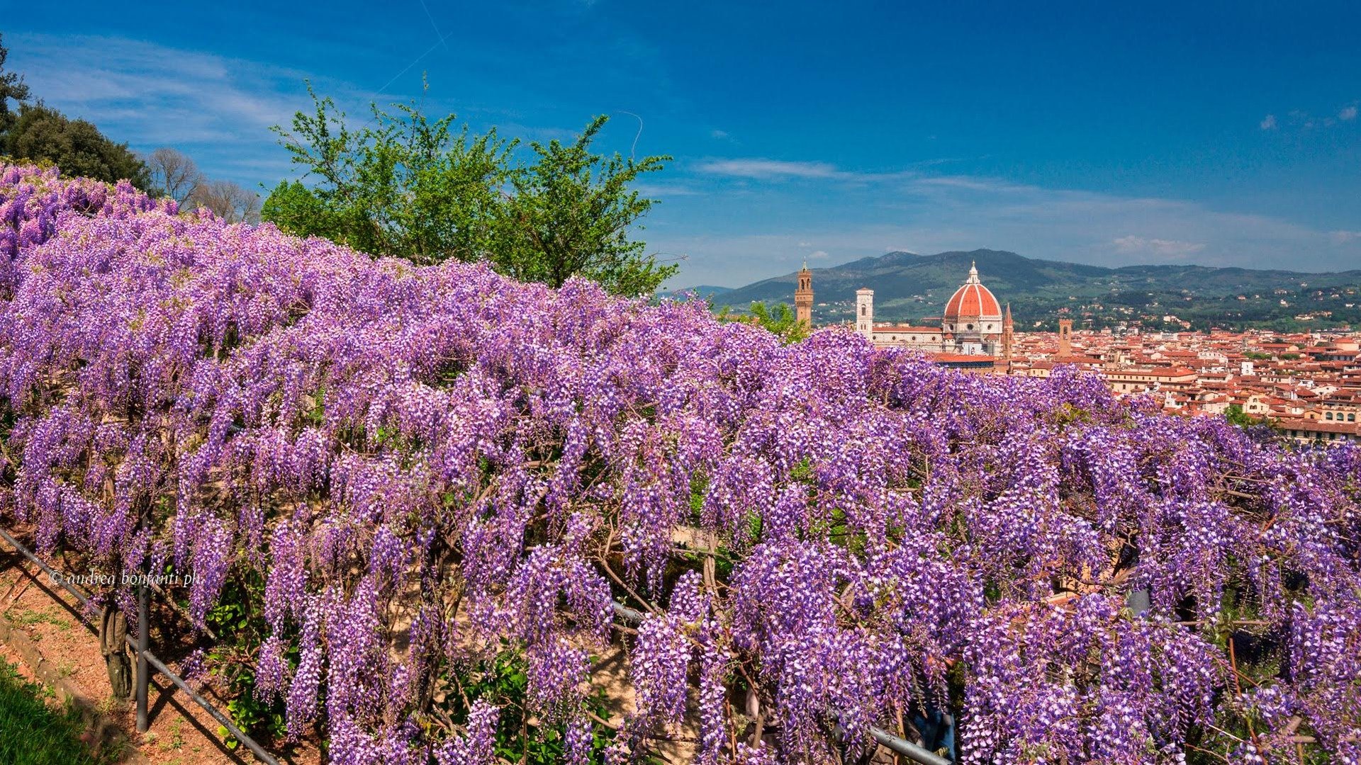 glicine bardini pano.jpg