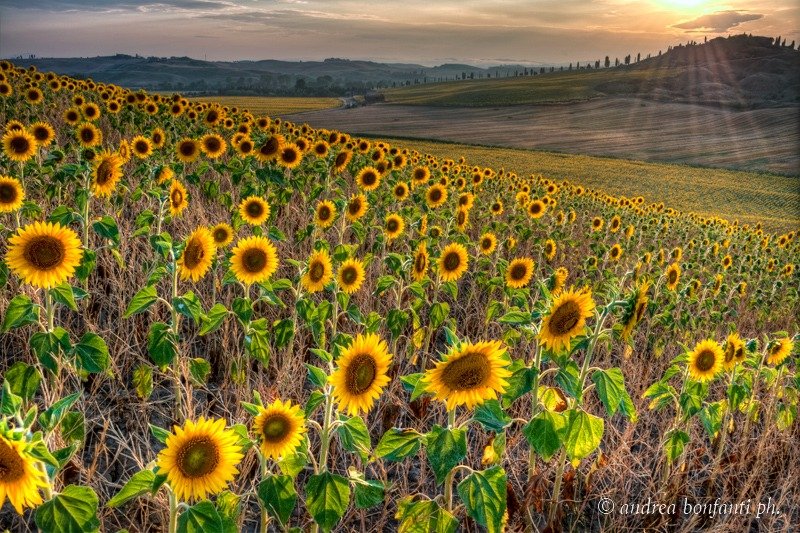 visites guidées toscane en français avec Isabelle  Tournesols © Andrea Bonfanti Photographer 