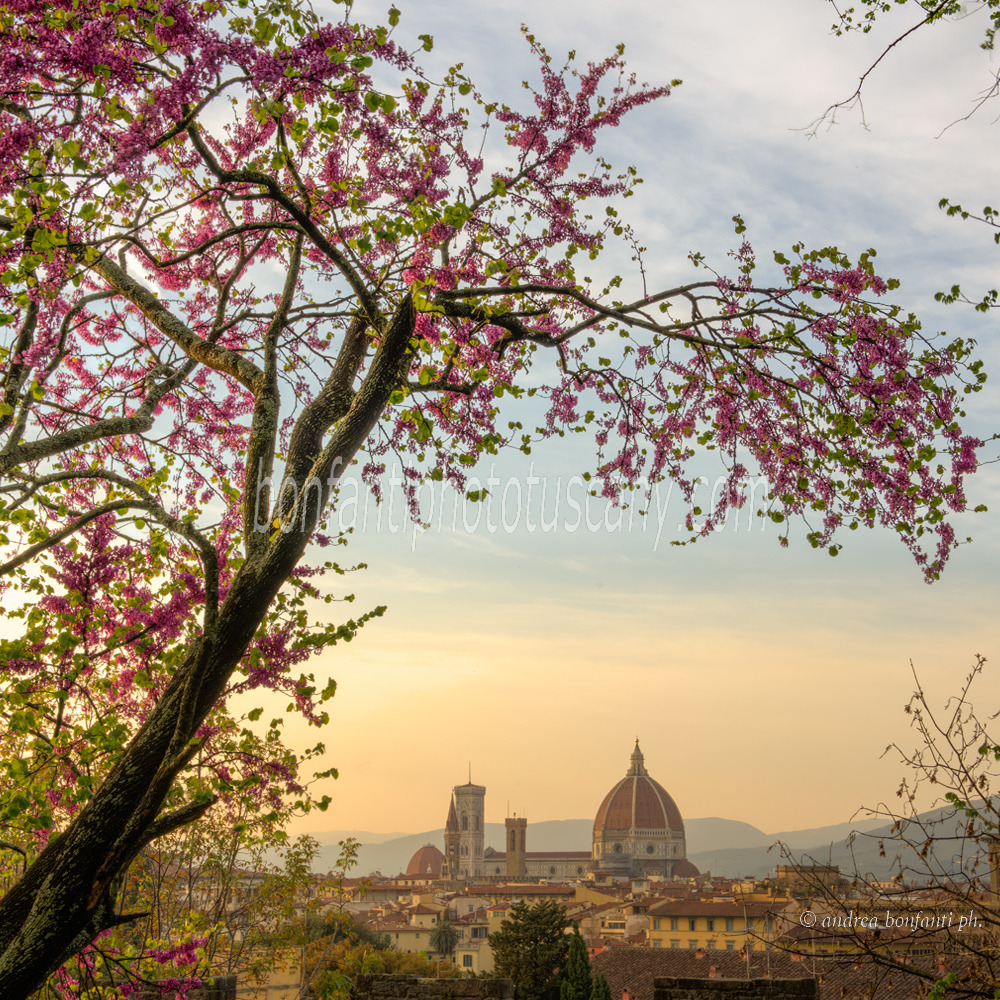 andrea bonfanti ph © Florence depuis la via dei Bastioni