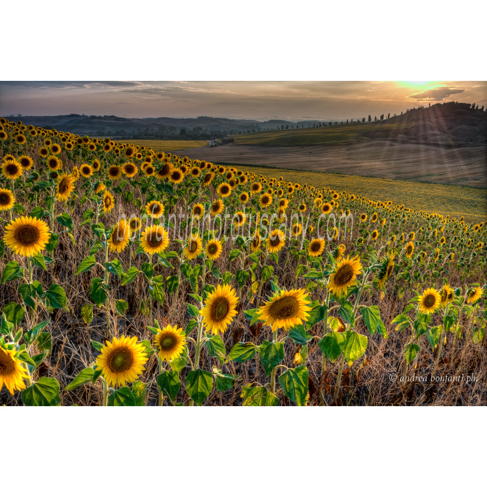 Andrea Bonfanti Photographer © Crete Senesi (Siena) Tuscany Tournesols Leonina