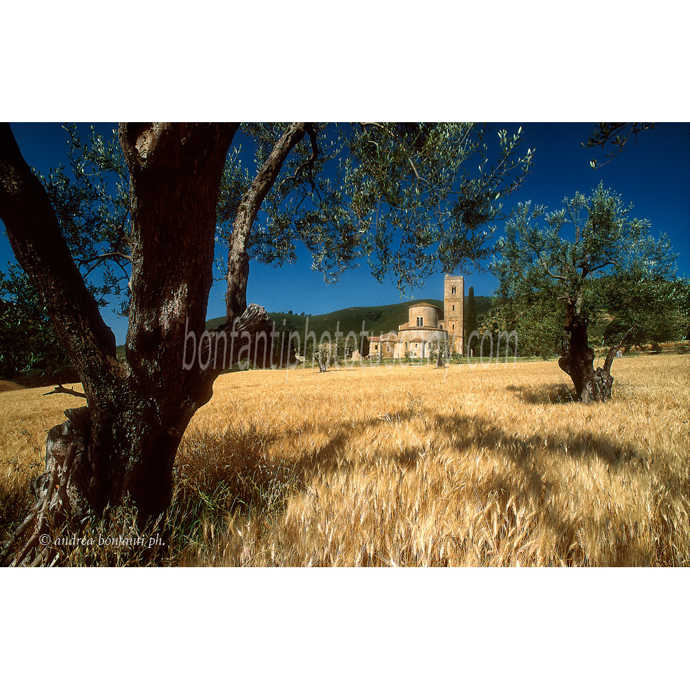 andrea bonfanti ph © été à l'abbaye de Sant'Antimo ( Sienne) Toscane