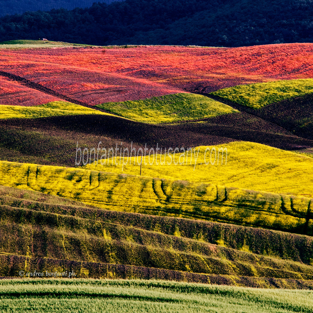 Andrea Bonfanti Photographer © Crete Senesi (Siena) Tuscany Colors Val d'Orcia