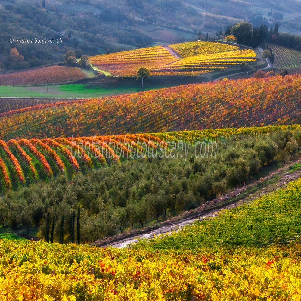 andrea bonfanti ph © vignes près de Radda in Chianti (Sienne) Toscane andrea bonfanti ph © vignes près de Radda in Chianti (Sienne) Toscane