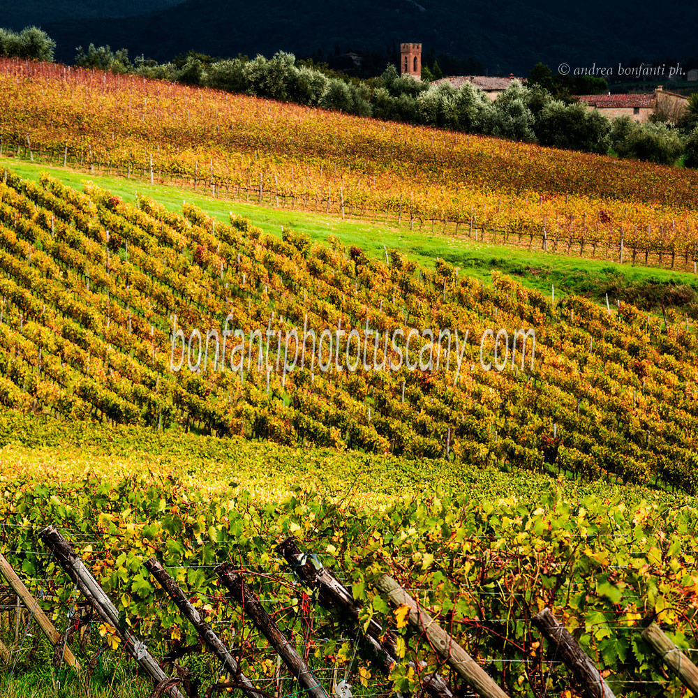 andrea bonfanti ph © vignes du chateau de Brolio (Sienne) Toscane andrea bonfanti ph © vignes du chateau de Brolio (Sienne) Toscane