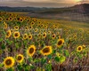 Andrea Bonfanti Photographer © Crete Senesi (Siena) Tuscany Tournesols Leonina