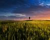 Andrea Bonfanti Photographer © Crete Senesi (Siena) Tuscany Poggio Cipressi