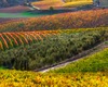 andrea bonfanti ph © vignes près de Radda in Chianti (Sienne) Toscane