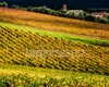 andrea bonfanti ph © vignes du chateau de Brolio (Sienne) Toscane