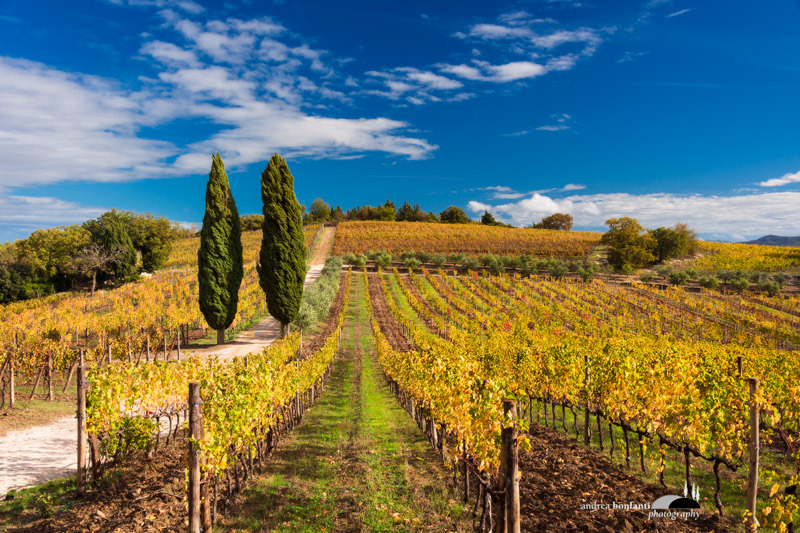 chianti fiorentino tour with andrea bonfanti ph.