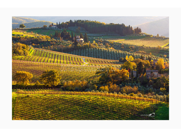 paesaggio viticolo nella valle di panzano in chianti.jpg