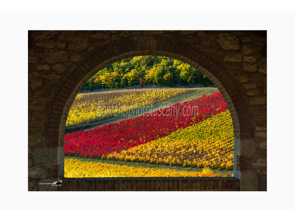 arco di colonica incornicia un vigneto a gaiole in chianti.jpg