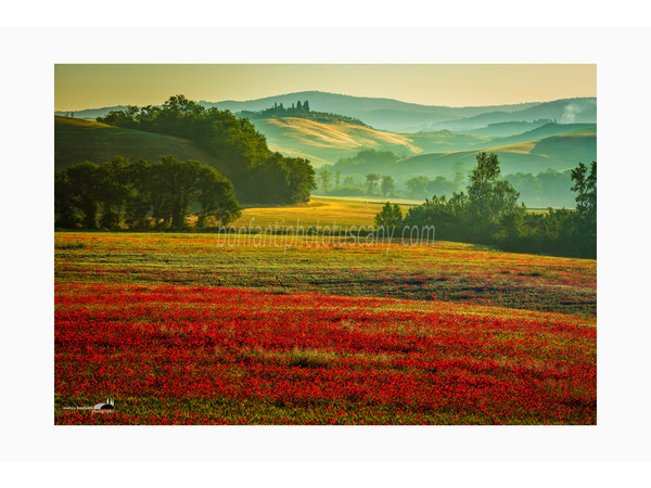 campo di papaveri a asciano, crete senesi.jpg