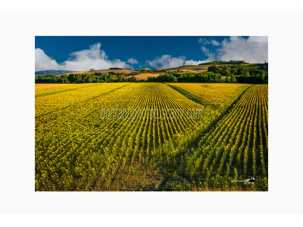 grande campo di girasoli a lucignano d'arbia.jpg