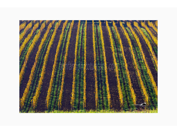 pattern di vigne nel chianti fiorentino #2.jpg