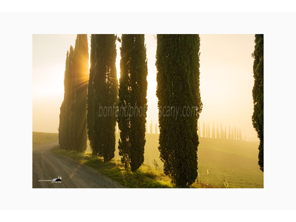 lame di luce fra i cipressi a monteroni d'arbia.jpg